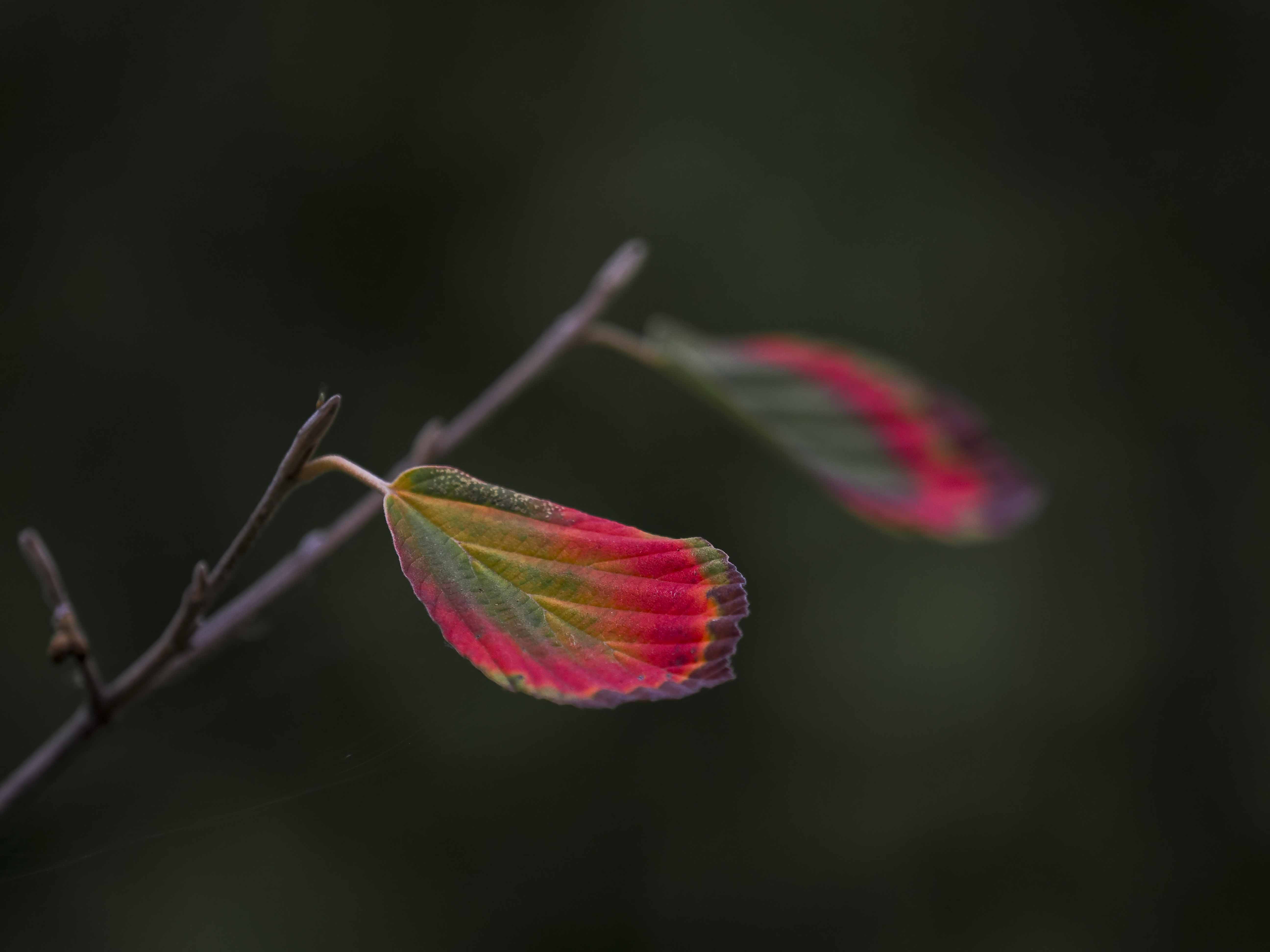 Individuele begeleiding - 4 sessies